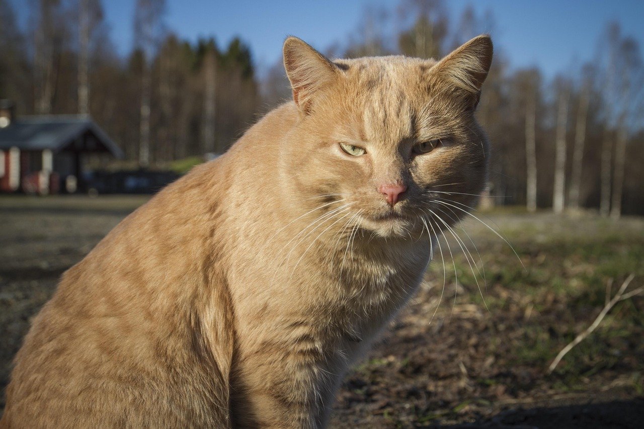 Following You Everywhere: Your Furry Shadow (image credits: pixabay)