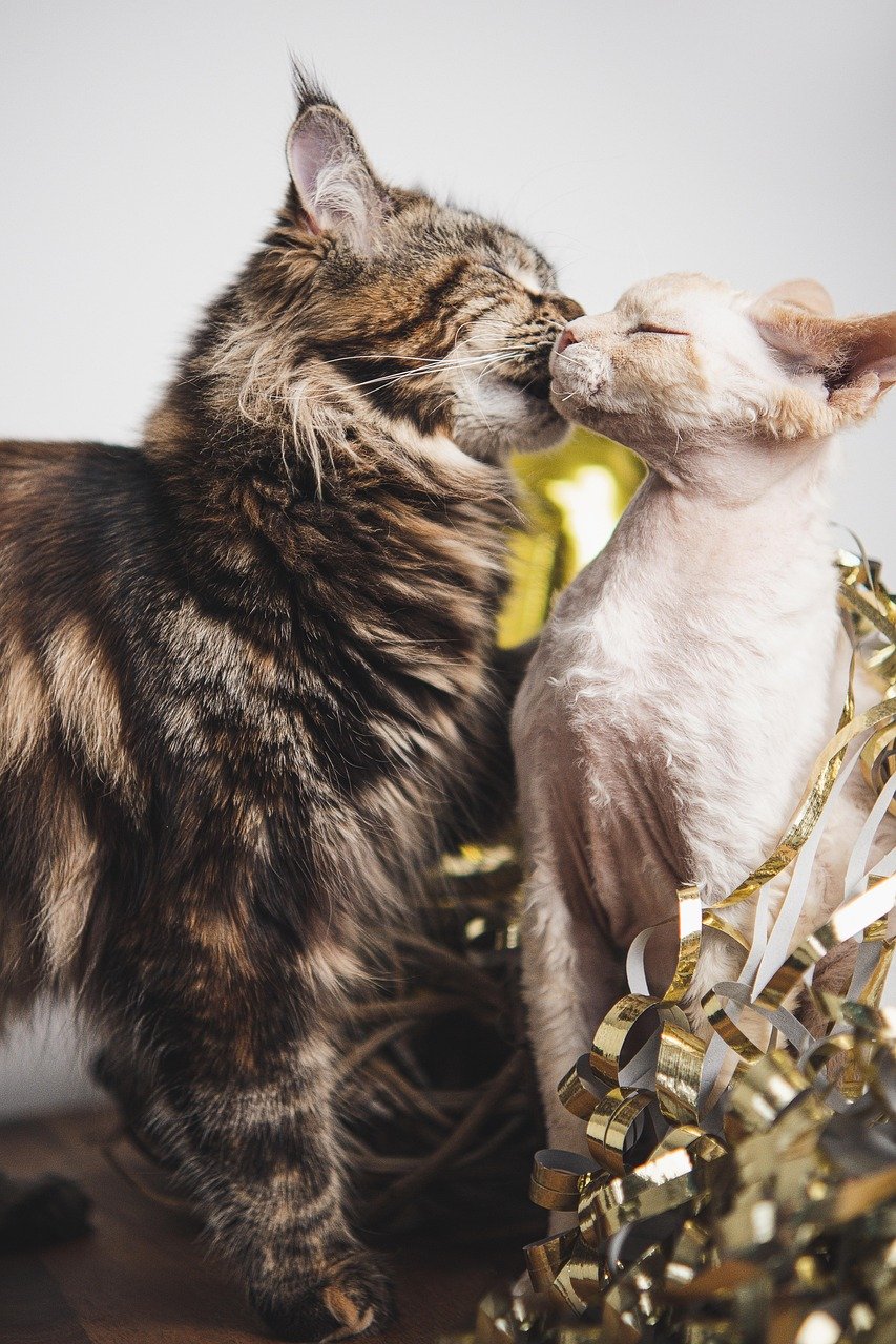 They Are Patient With Children and Other Pets (image credits: pixabay)