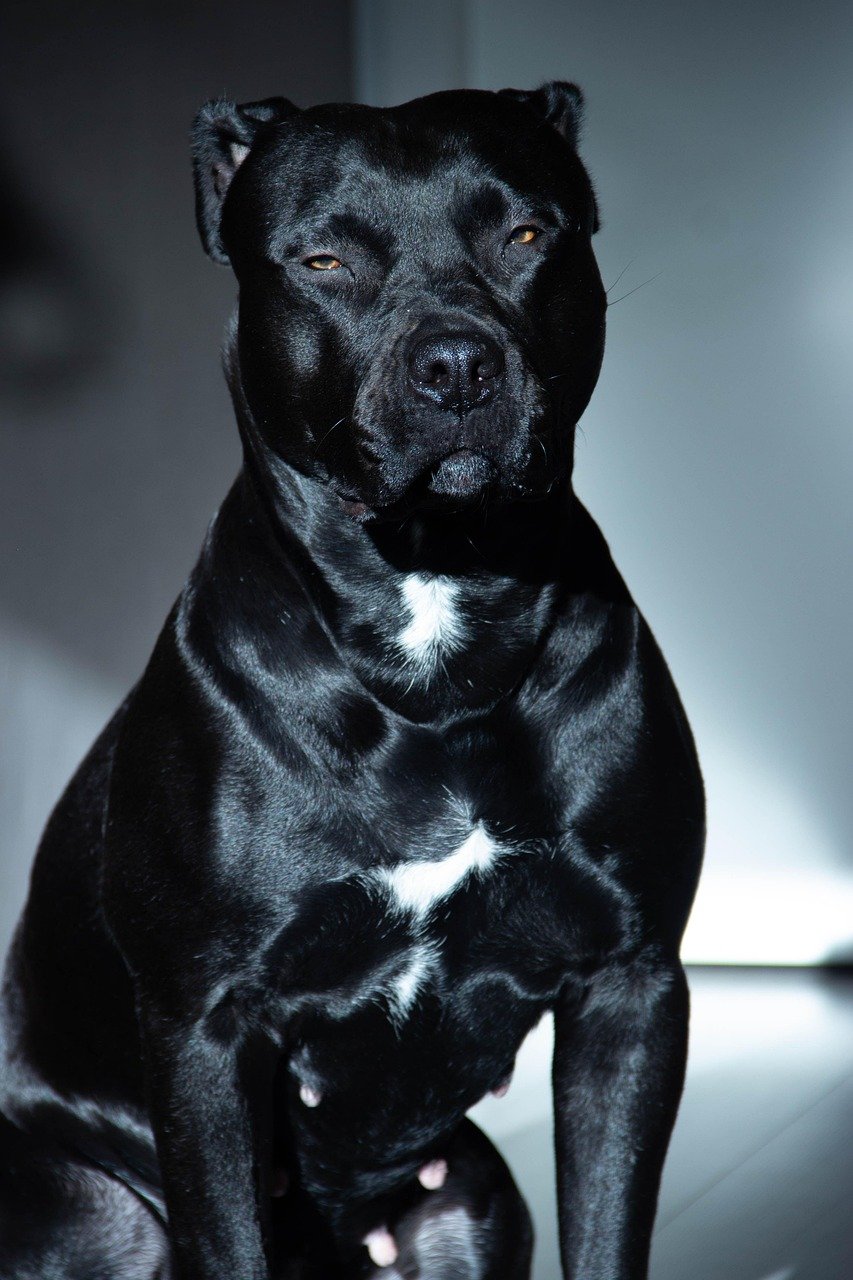 Protective Instincts Without Aggression (image credits: pixabay)