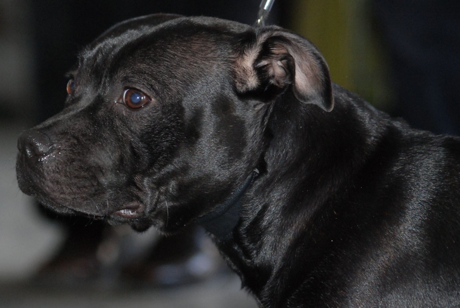 Modern Families and the Staffy’s Role (image credits: wikimedia)