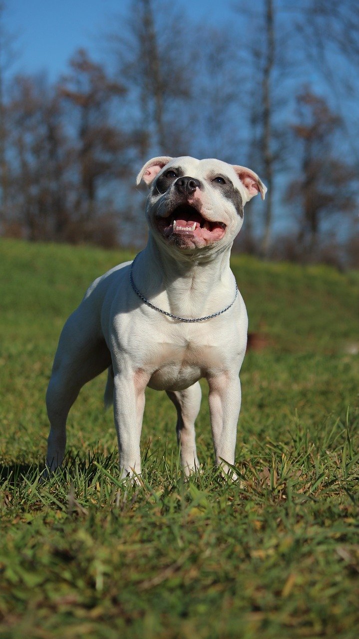 Why the “Nanny Dog” Title Still Fits (image credits: pixabay)