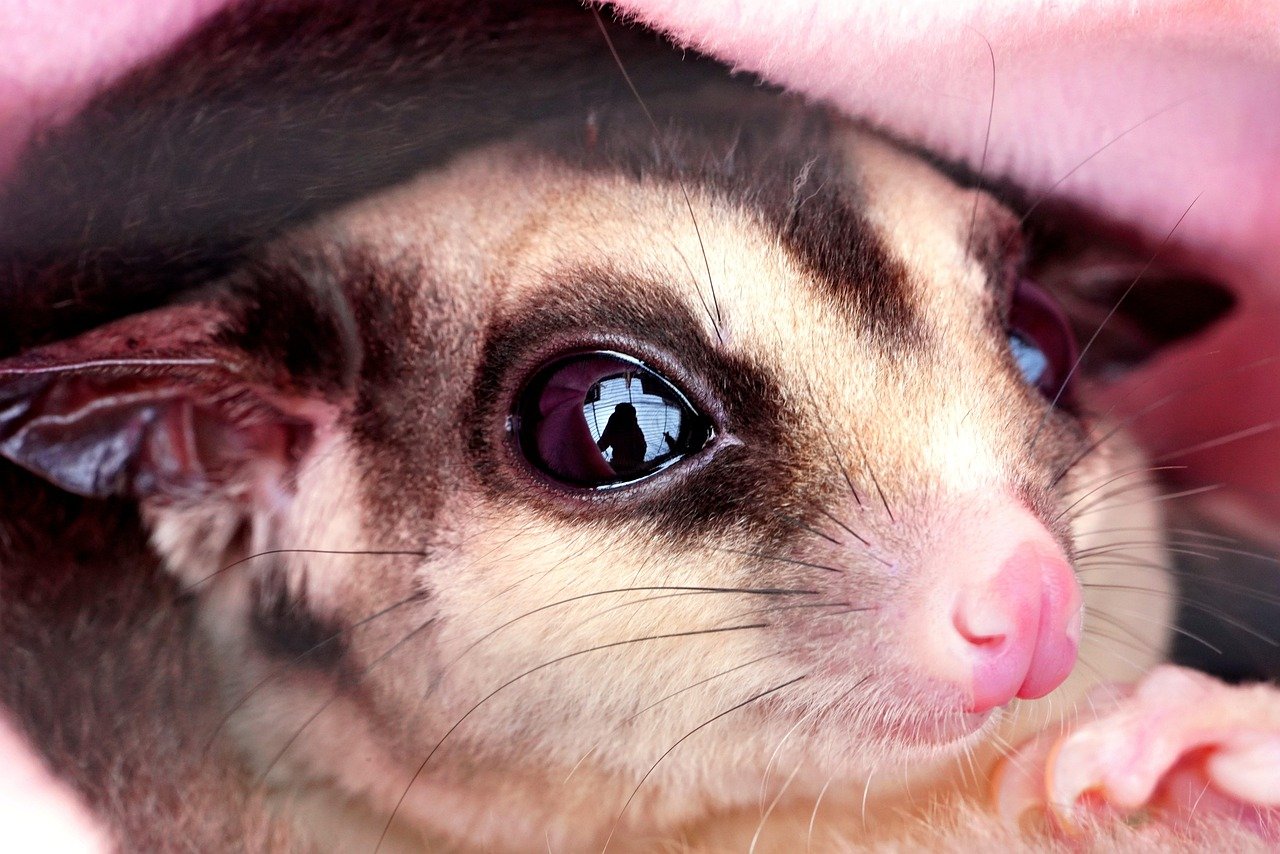 The Nature of Sugar Gliders: Social Creatures at Heart (image credits: pixabay)
