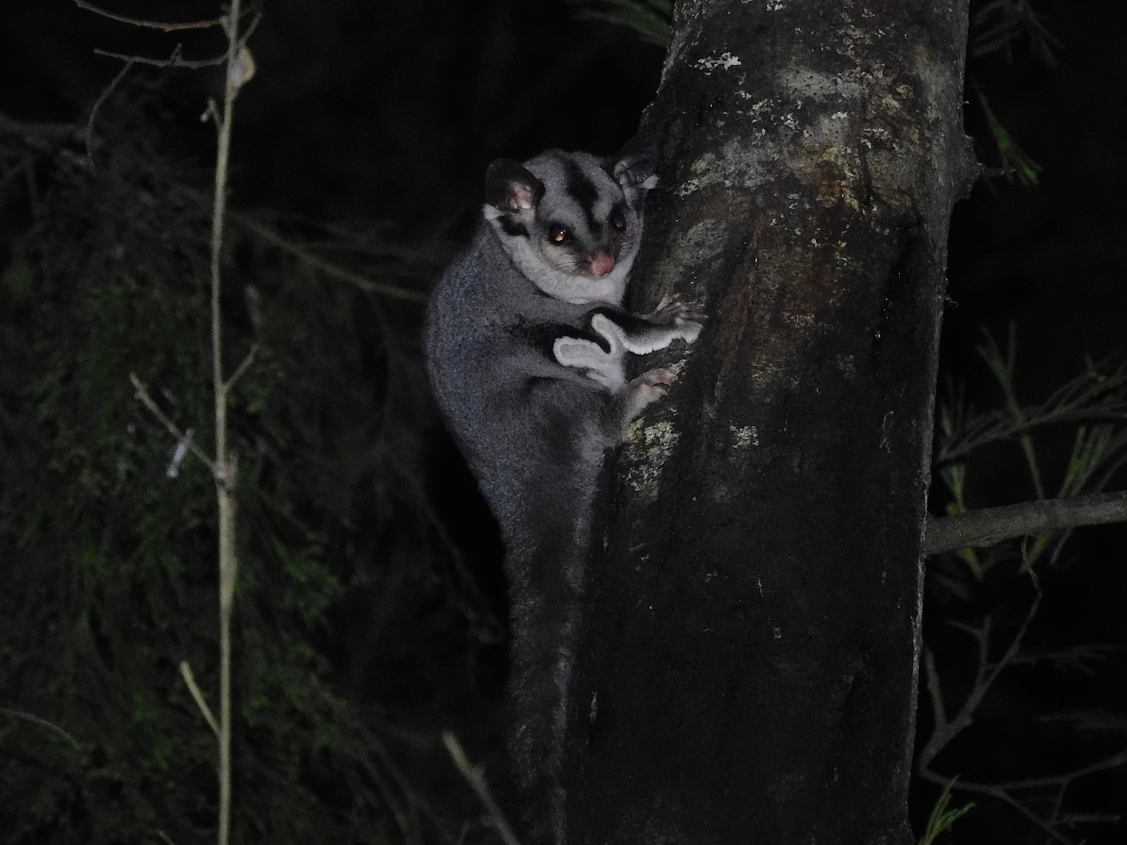 The Role of Scent: An Invisible Thread Between Pet and Owner (image credits: wikimedia)