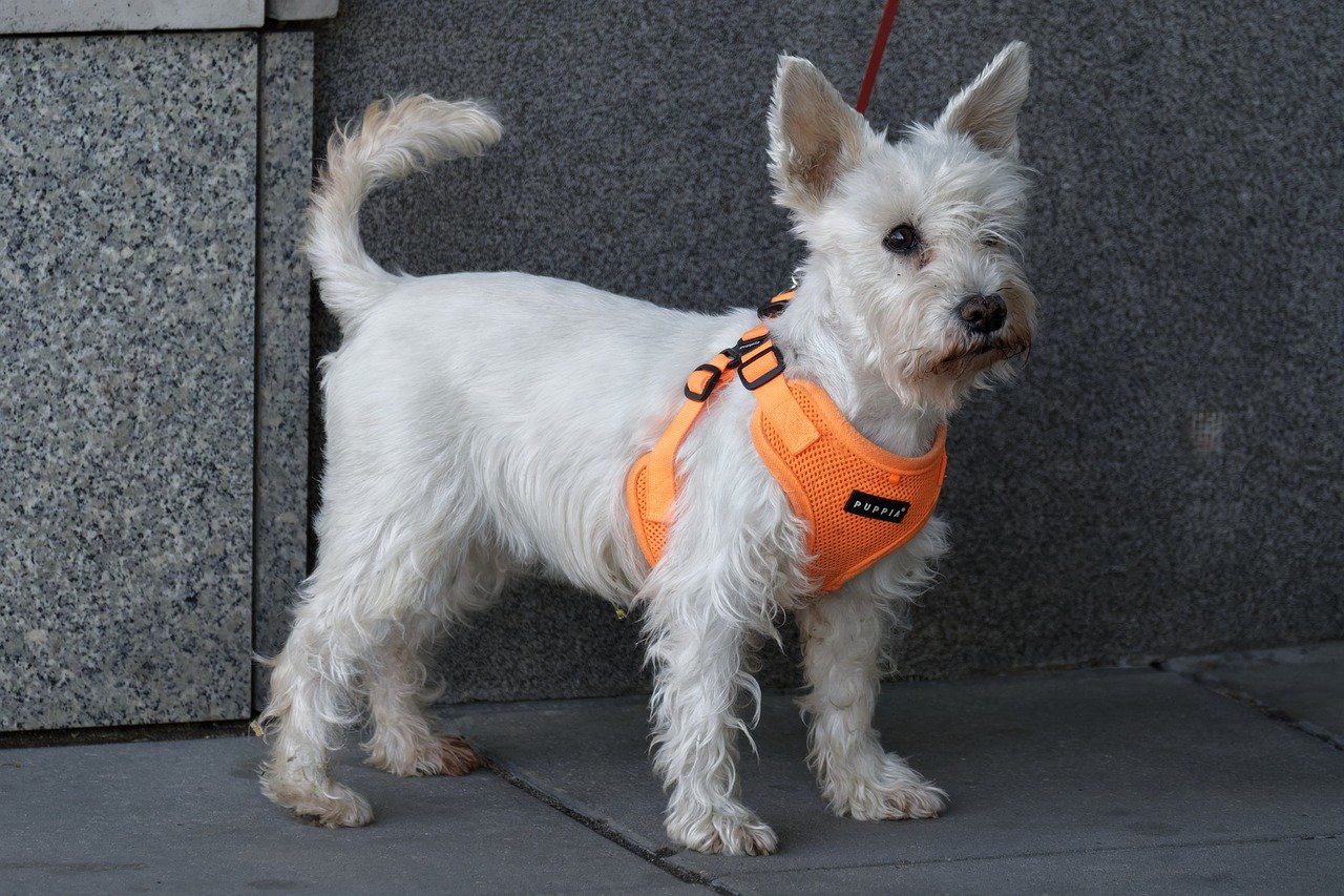 Hearing Beyond Human Limits: The Subtle Sounds of Your Return (image credits: pixabay)