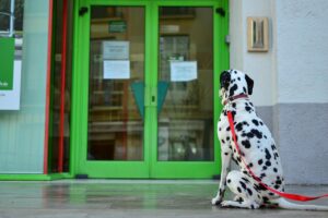 The Real Reason Your Dog Waits by the Door—Even Hours Later