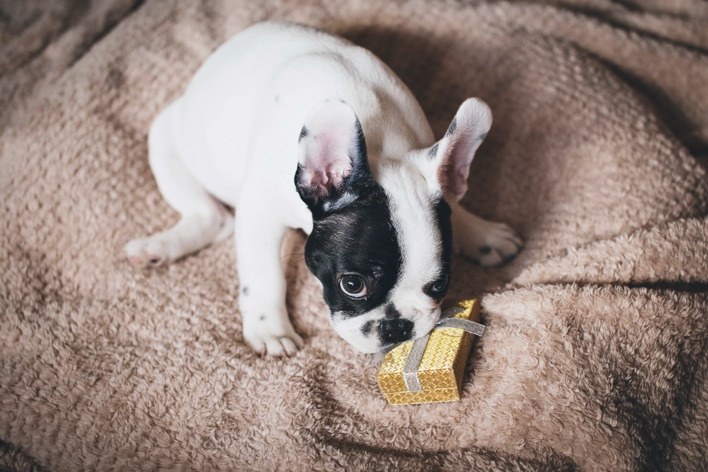 Bringing You a “Gift” (image credits: rawpixel)