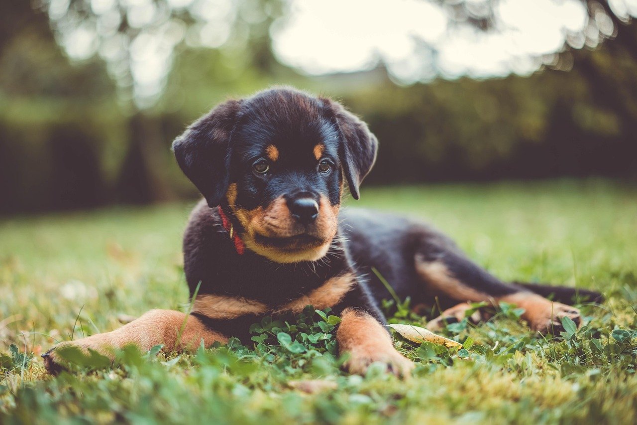 Rottweiler: Gentle Giants at Heart (image credits: pixabay)