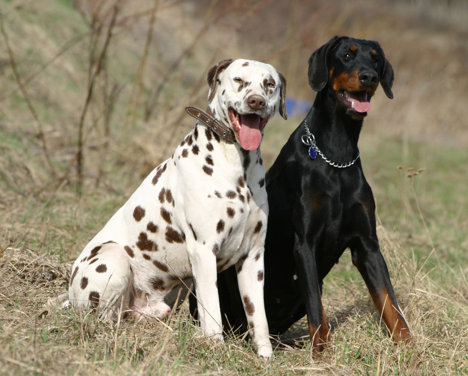 Dalmatian: More Than Just Spots (image credits: wikimedia)