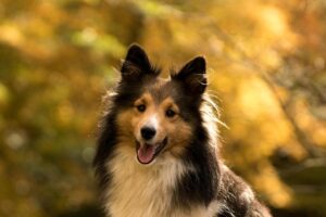 13 Dog Breeds That Are Too Emotionally Fragile for Loud Households