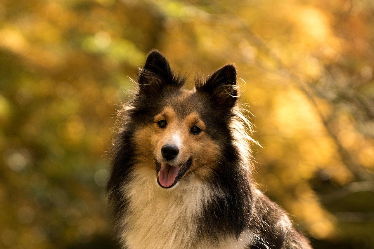 13 Dog Breeds That Are Too Emotionally Fragile for Loud Households