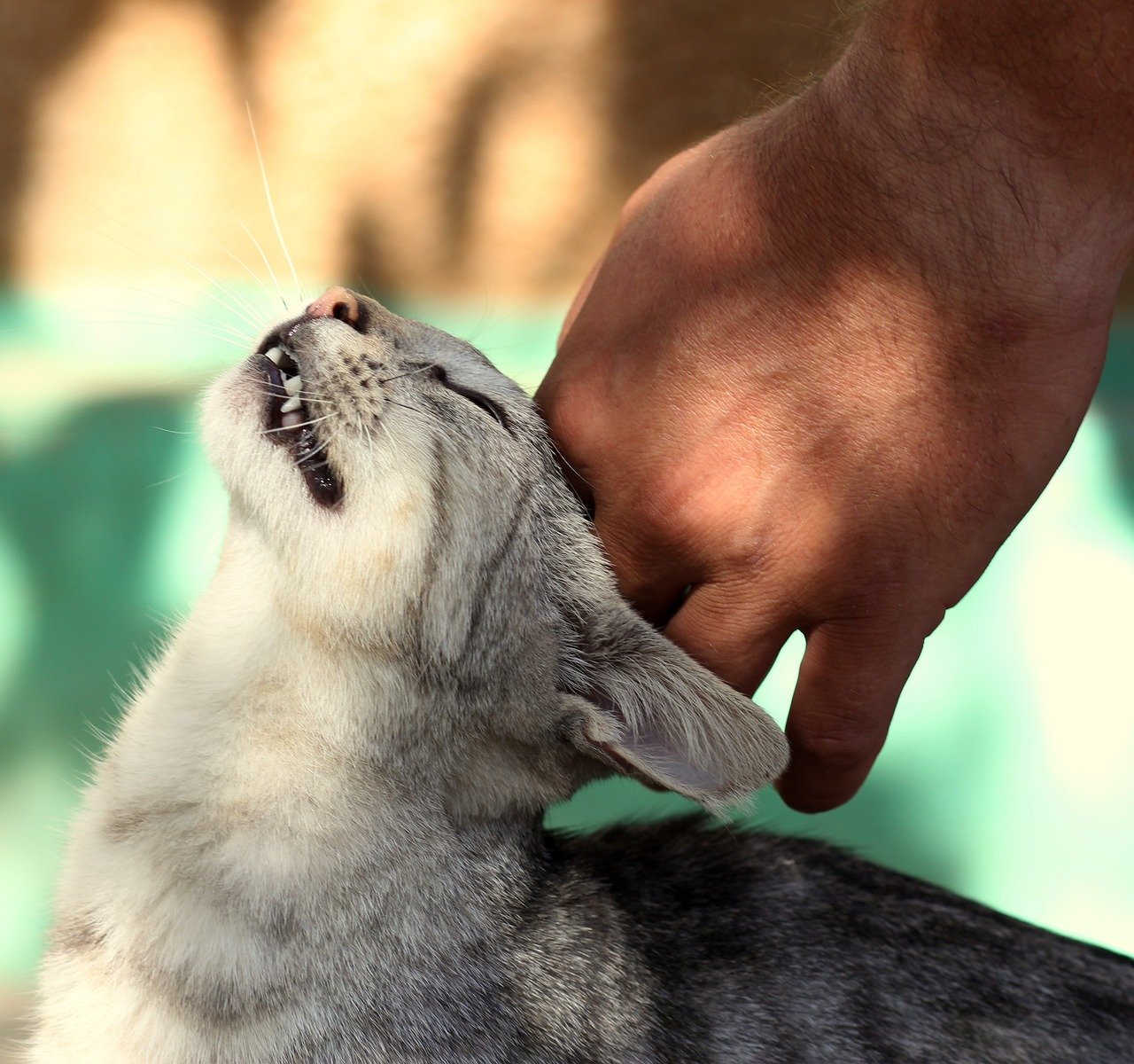 2. The Healing Power of Purring (image credits: pixabay)