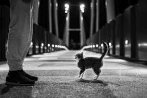 13 Sweet Cat Habits That Deepen Over the Years