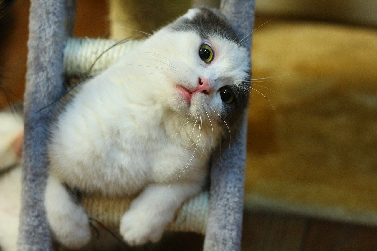 12 Emotional Truths You Learn From Loving a Cat