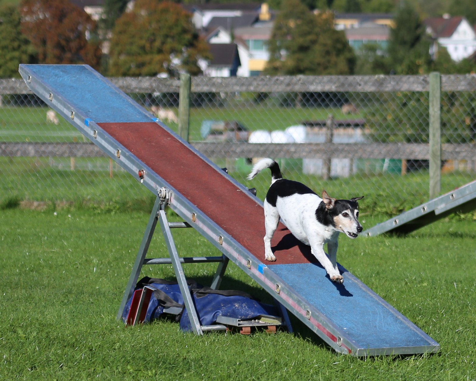 Prioritize Daily Exercise and Play (image credits: wikimedia)