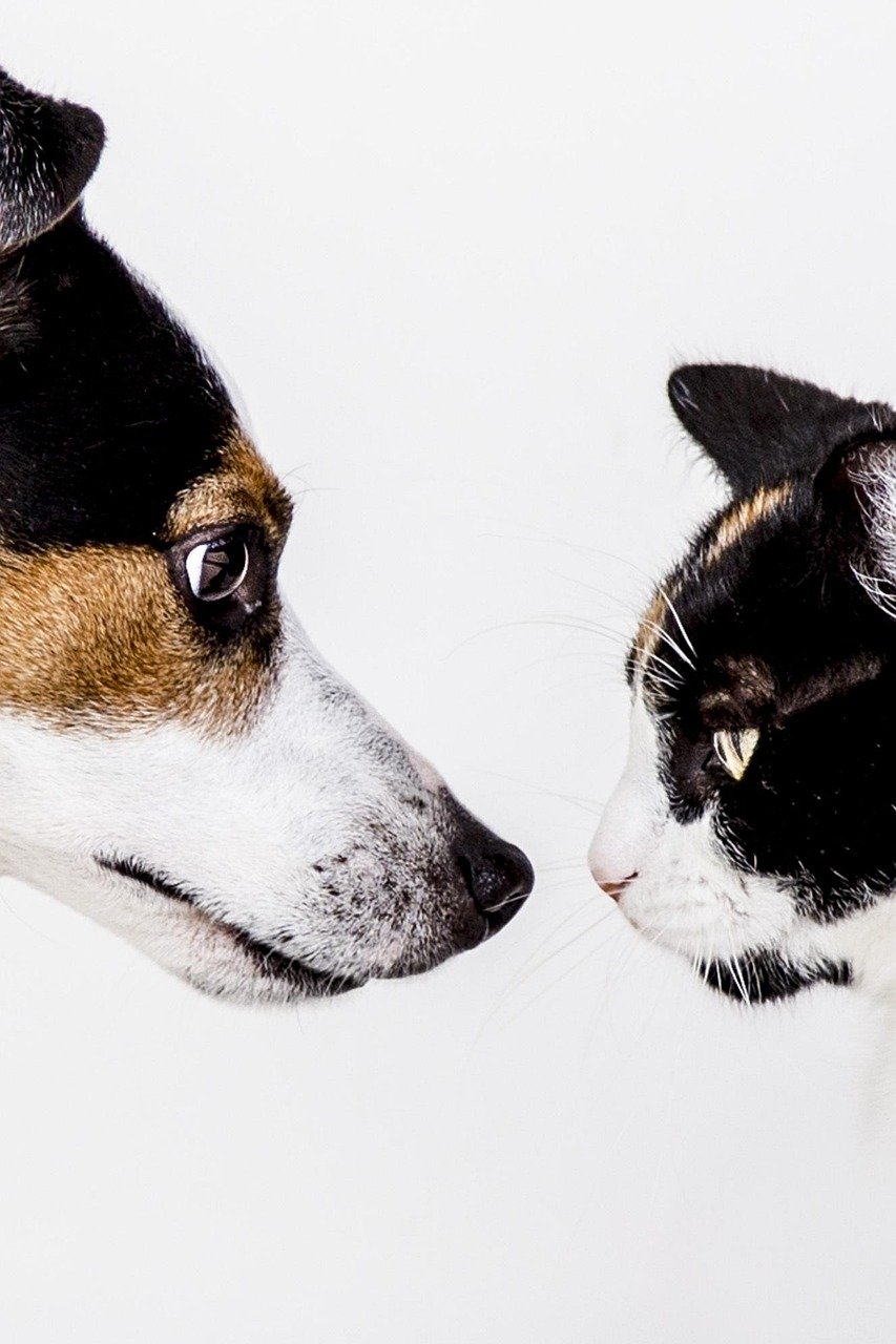 Provide Socialization and Enrichment (image credits: pixabay)