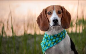 10 Things That Prove Why The Beagle Makes a Good Pet for Seniors