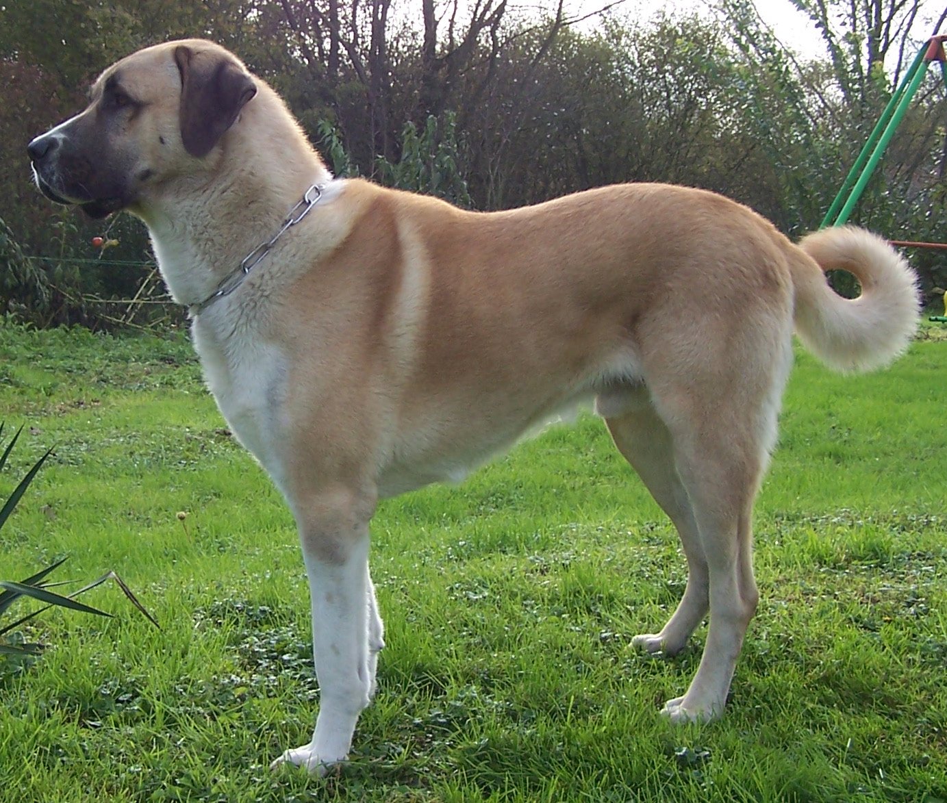 Anatolian Shepherd Dog (image credits: wikimedia)
