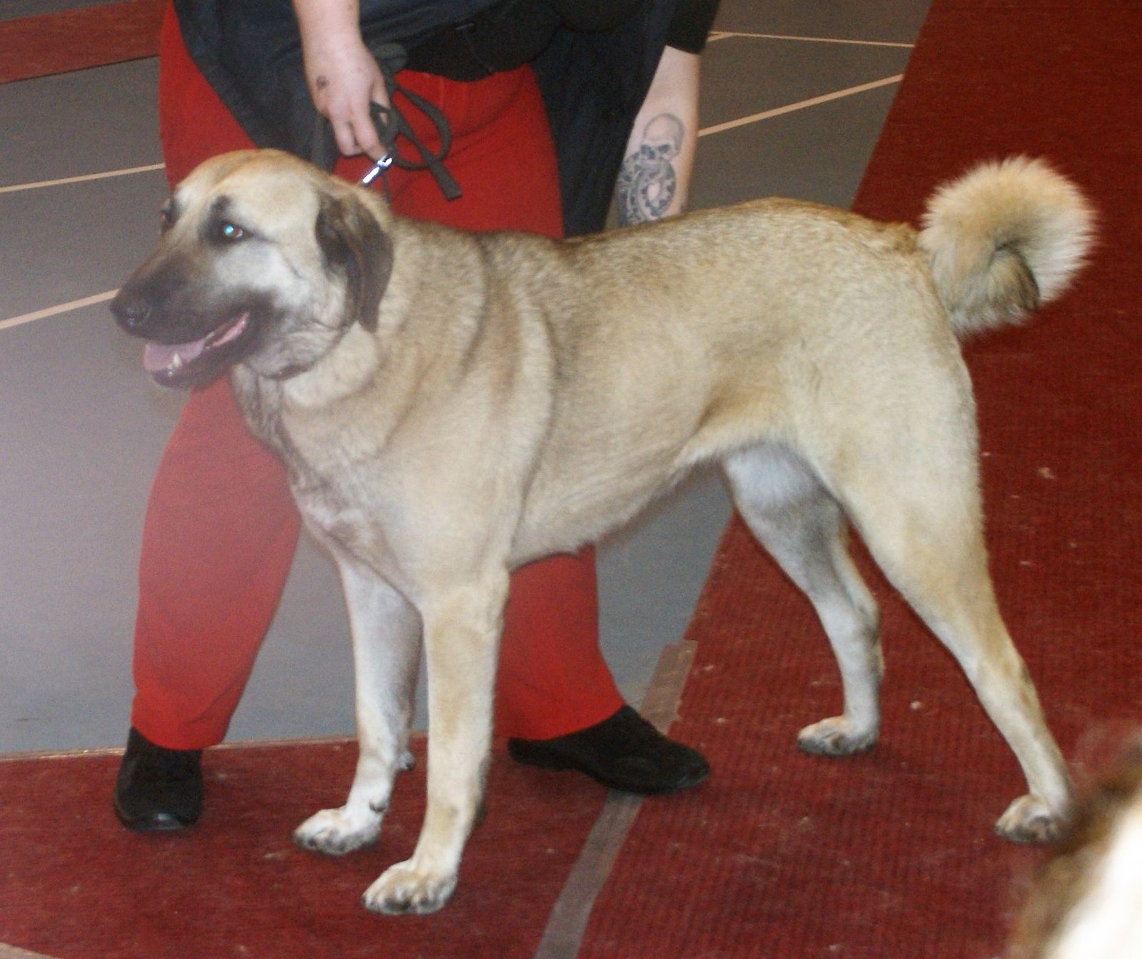 Kangal (image credits: wikimedia)
