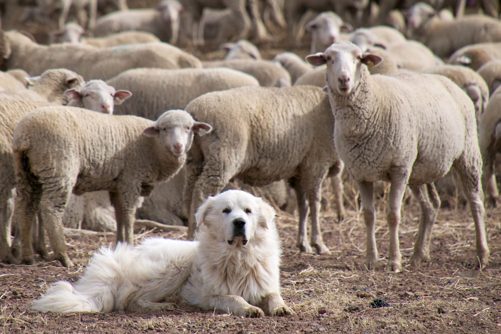 Great Pyrenees (image credits: wikimedia)