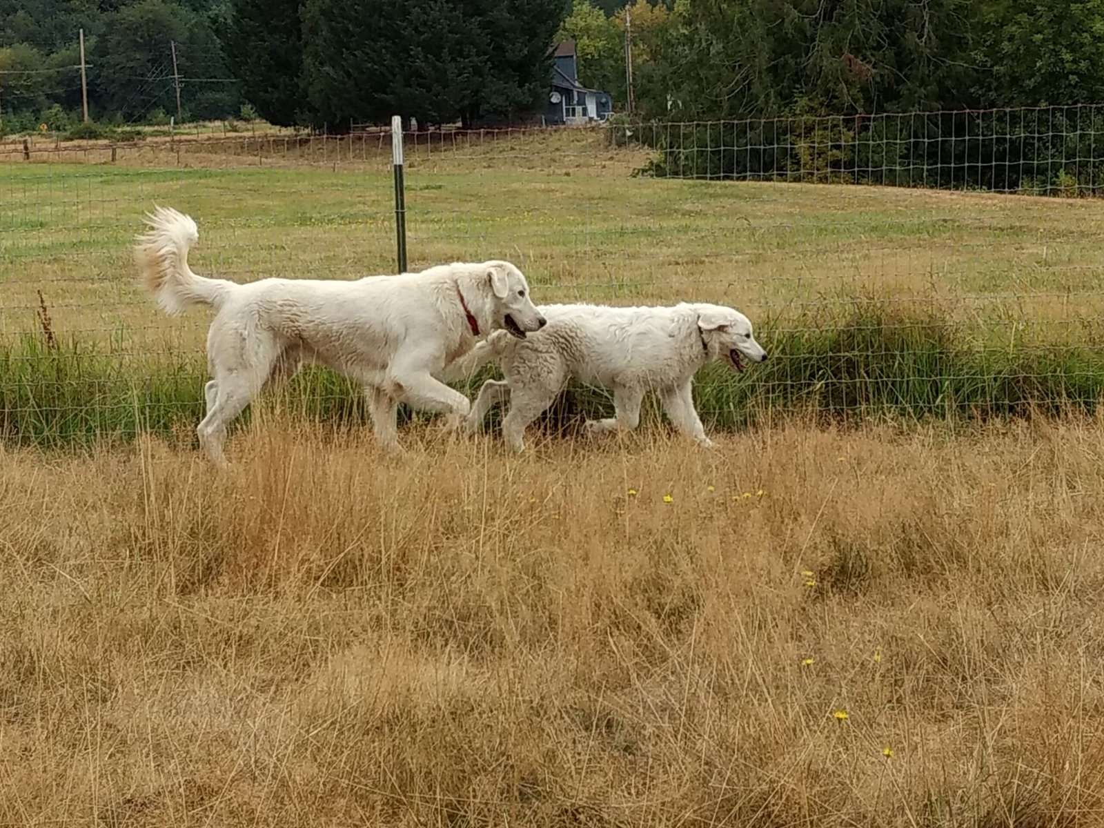 Maremma Sheepdog (image credits: wikimedia)