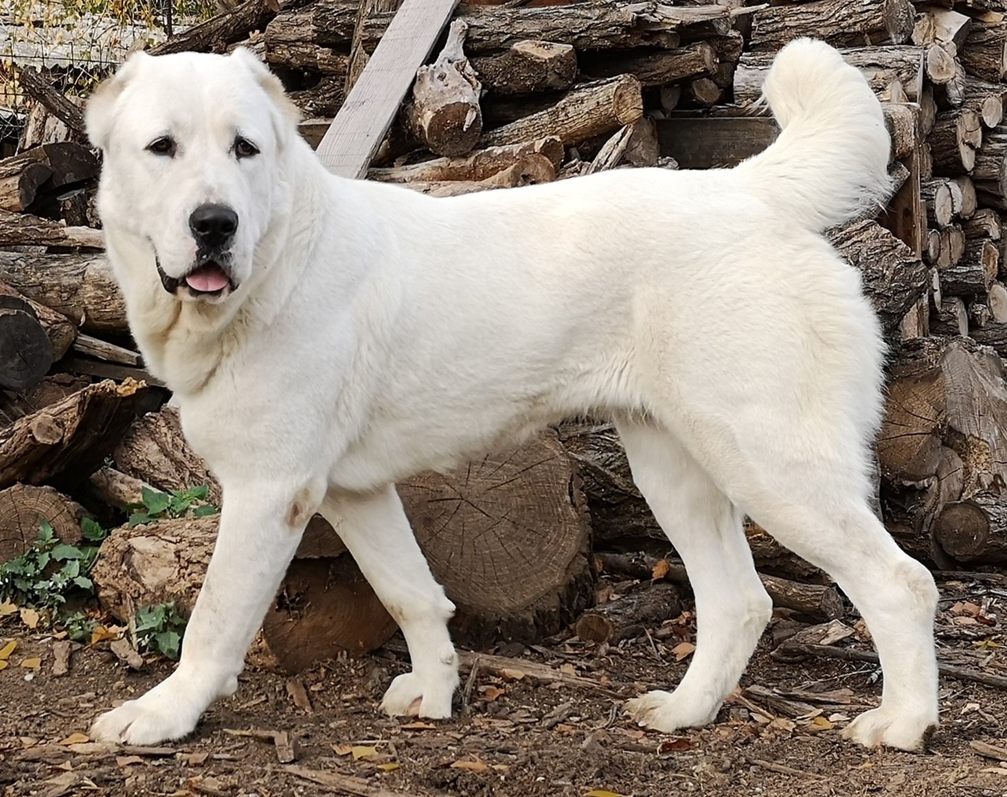 Central Asian Shepherd Dog (image credits: wikimedia)