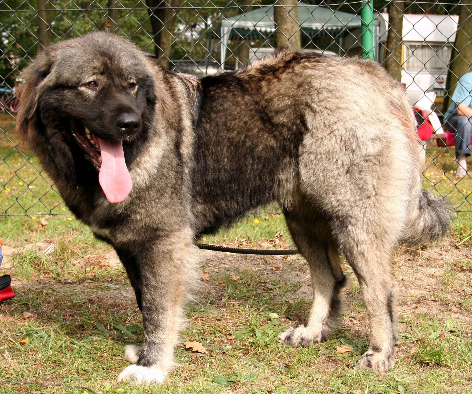 Caucasian Shepherd Dog (image credits: wikimedia)
