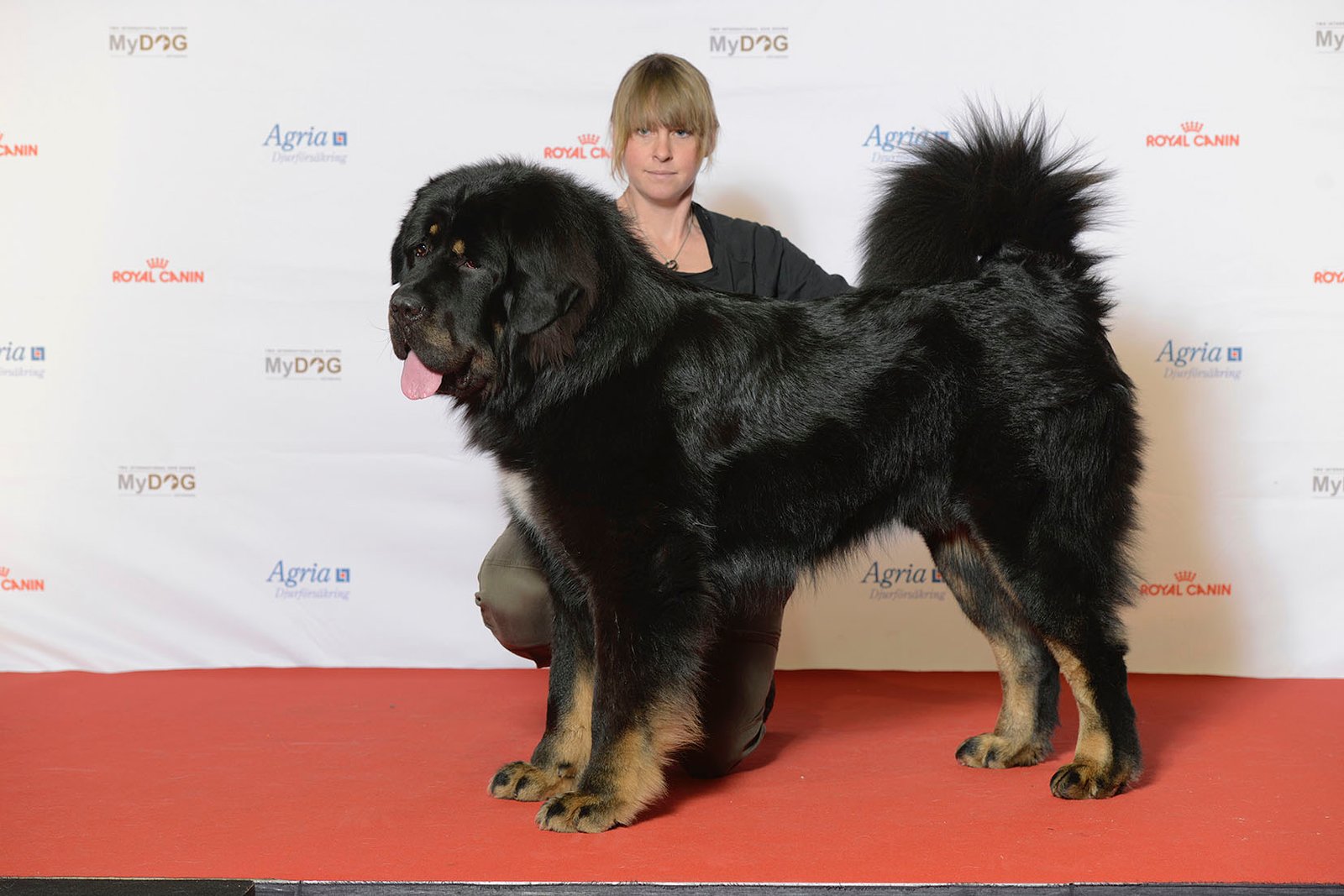 Tibetan Mastiff (image credits: wikimedia)
