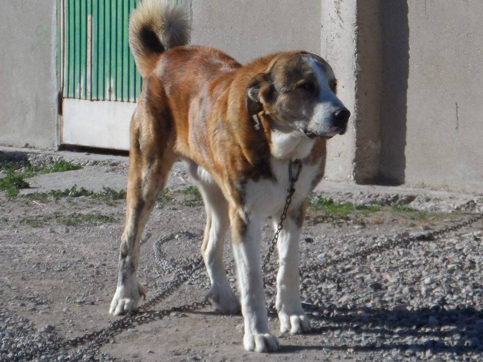 Spanish Mastiff (image credits: wikimedia)