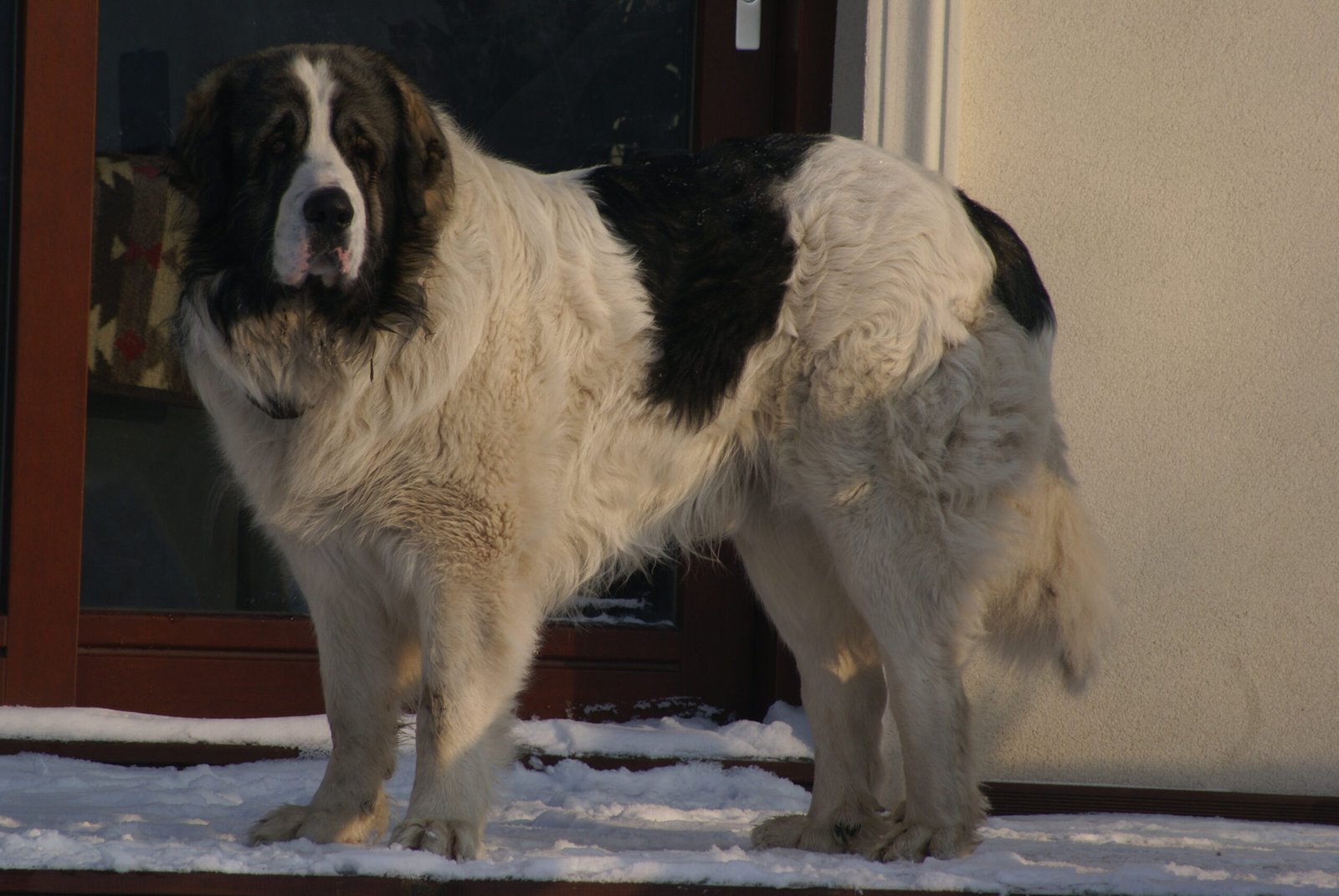 Pyrenean Mastiff (image credits: wikimedia)