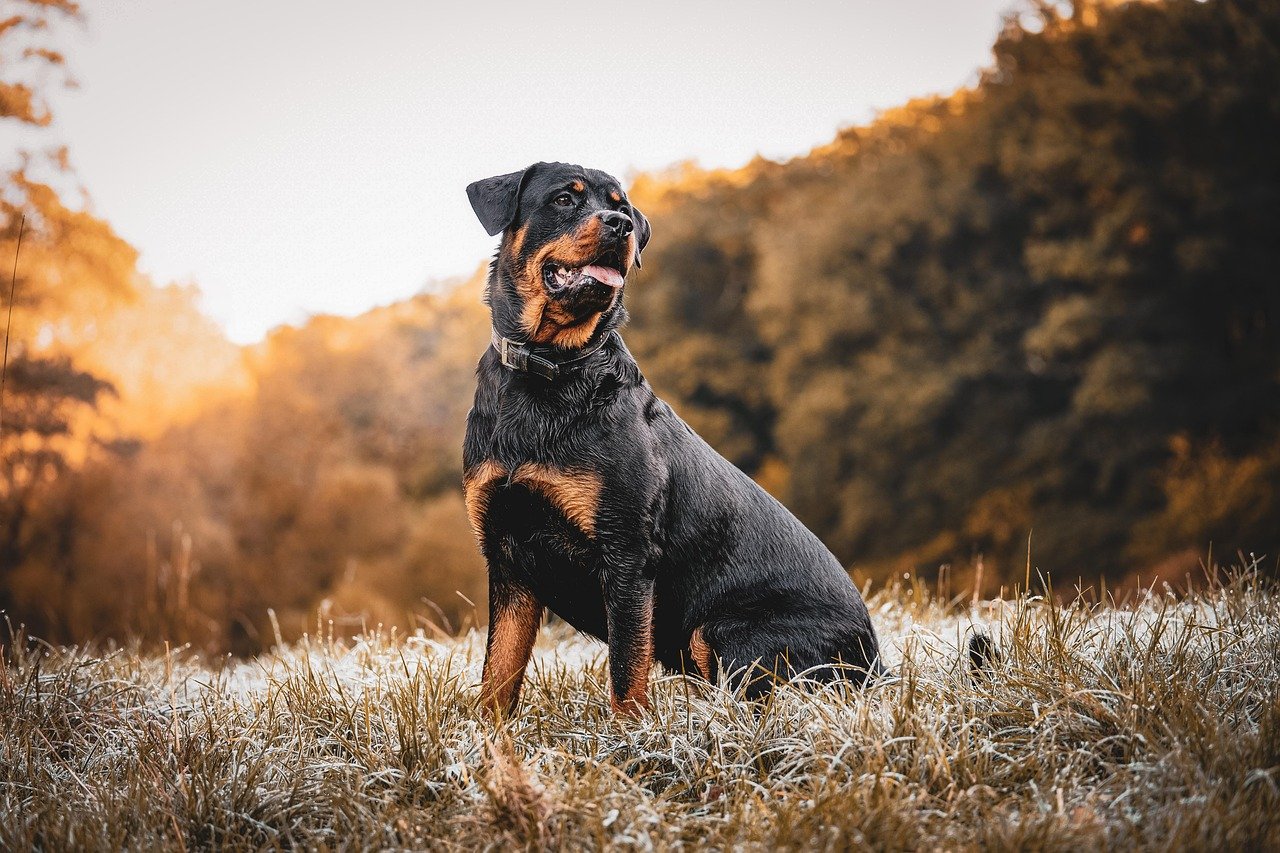 Rottweiler (image credits: pixabay)