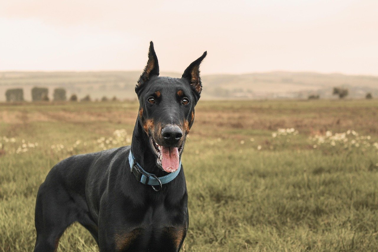 Doberman Pinscher (image credits: pixabay)