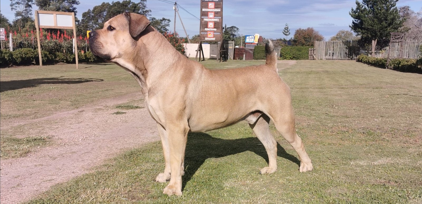 Boerboel (image credits: wikimedia)