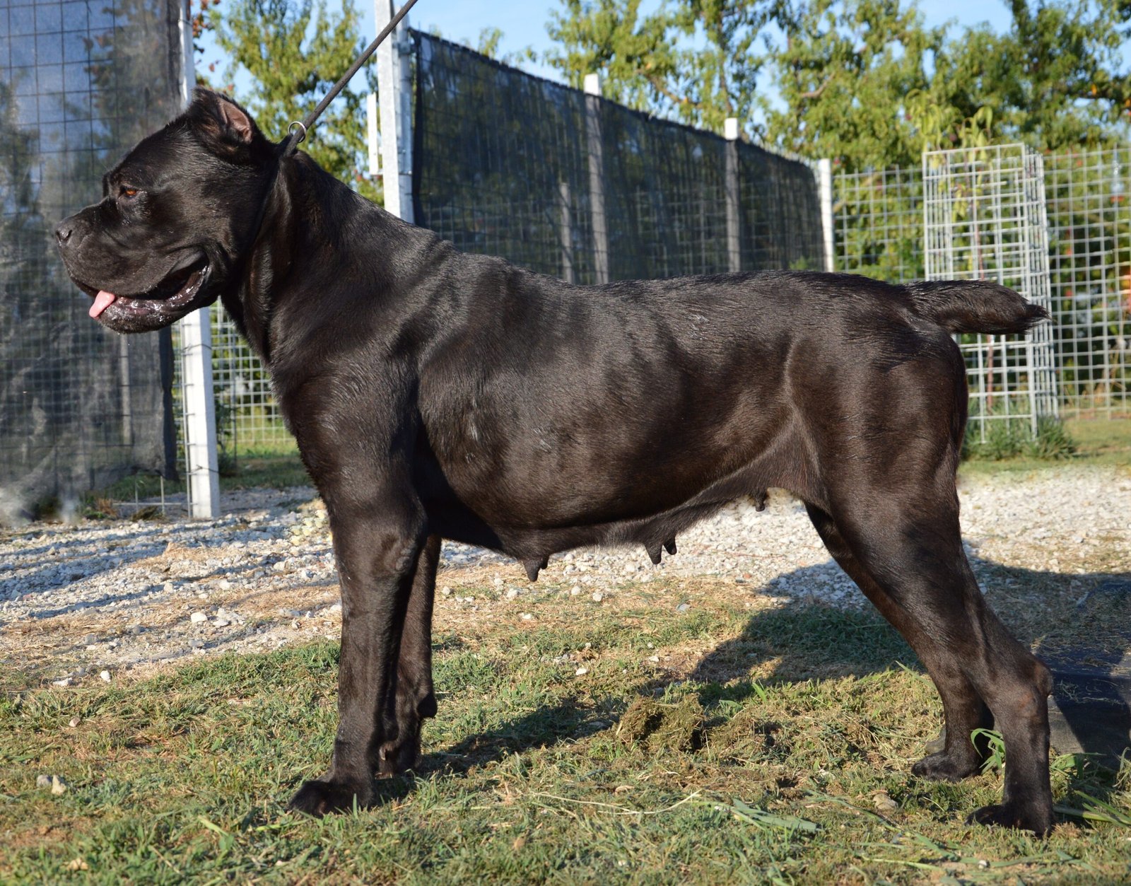Cane Corso (image credits: wikimedia)