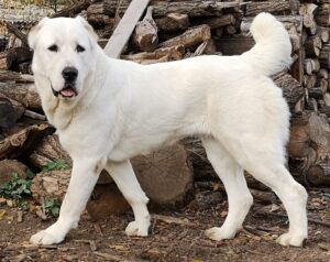 20 Powerful Dog Breeds That Can Face Off With Coyotes in Arizona