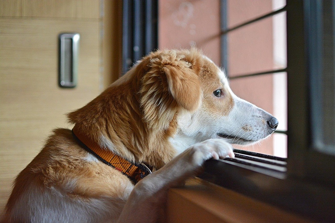 8. Waiting by Doors or Windows (image credits: pixabay)