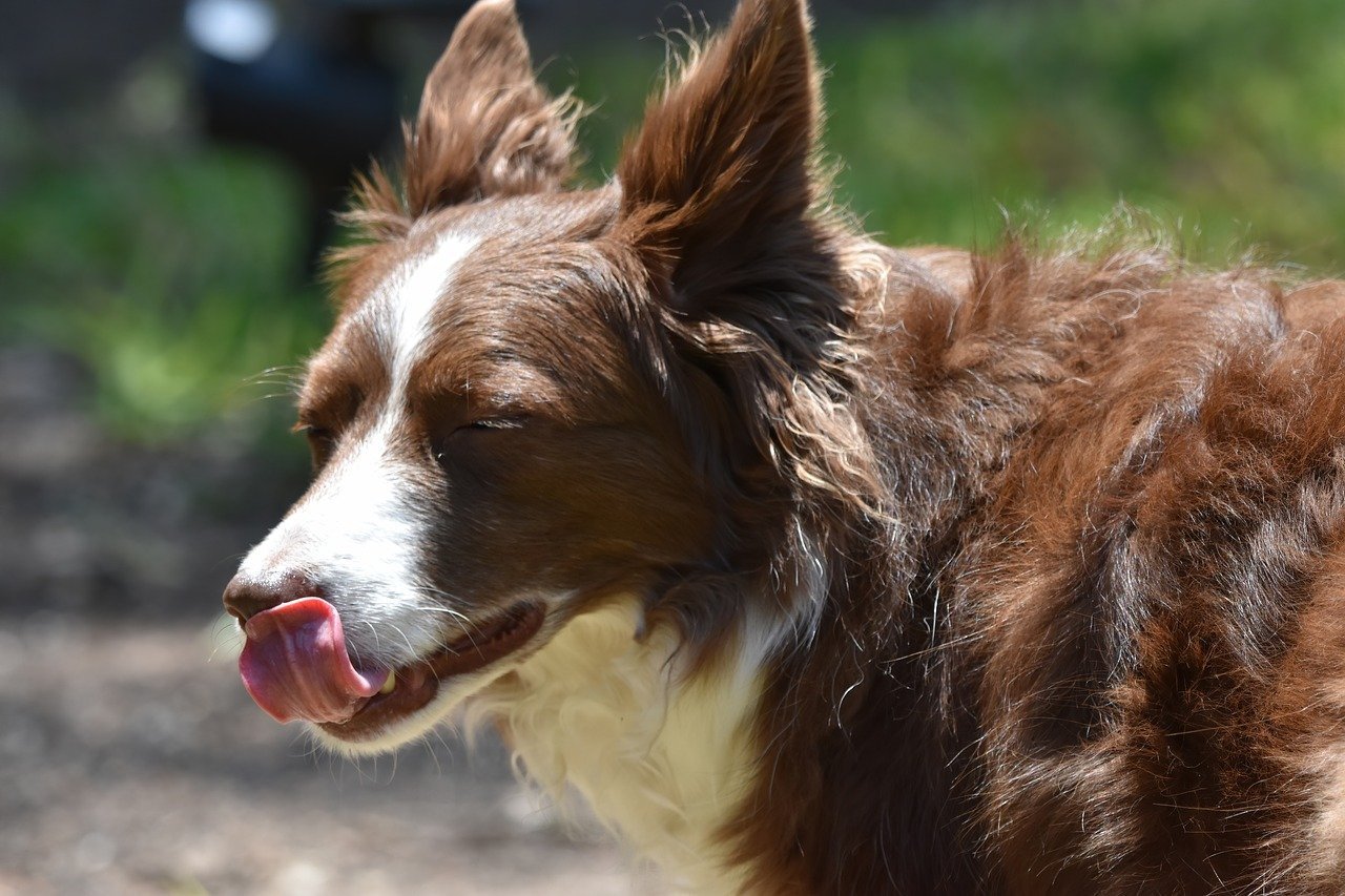 Excessive Licking or Nudging (image credits: pixabay)
