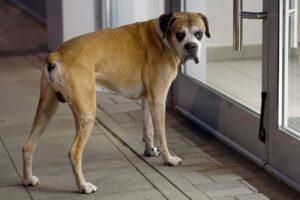 How Your Dog Tells You They Miss the 'Old You'