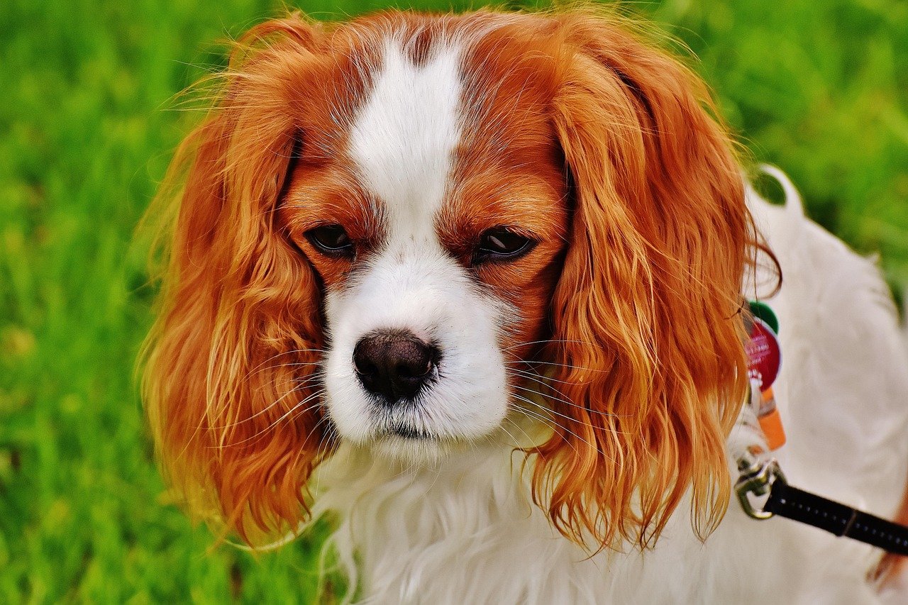 Cavalier King Charles Spaniel (image credits: pixabay)