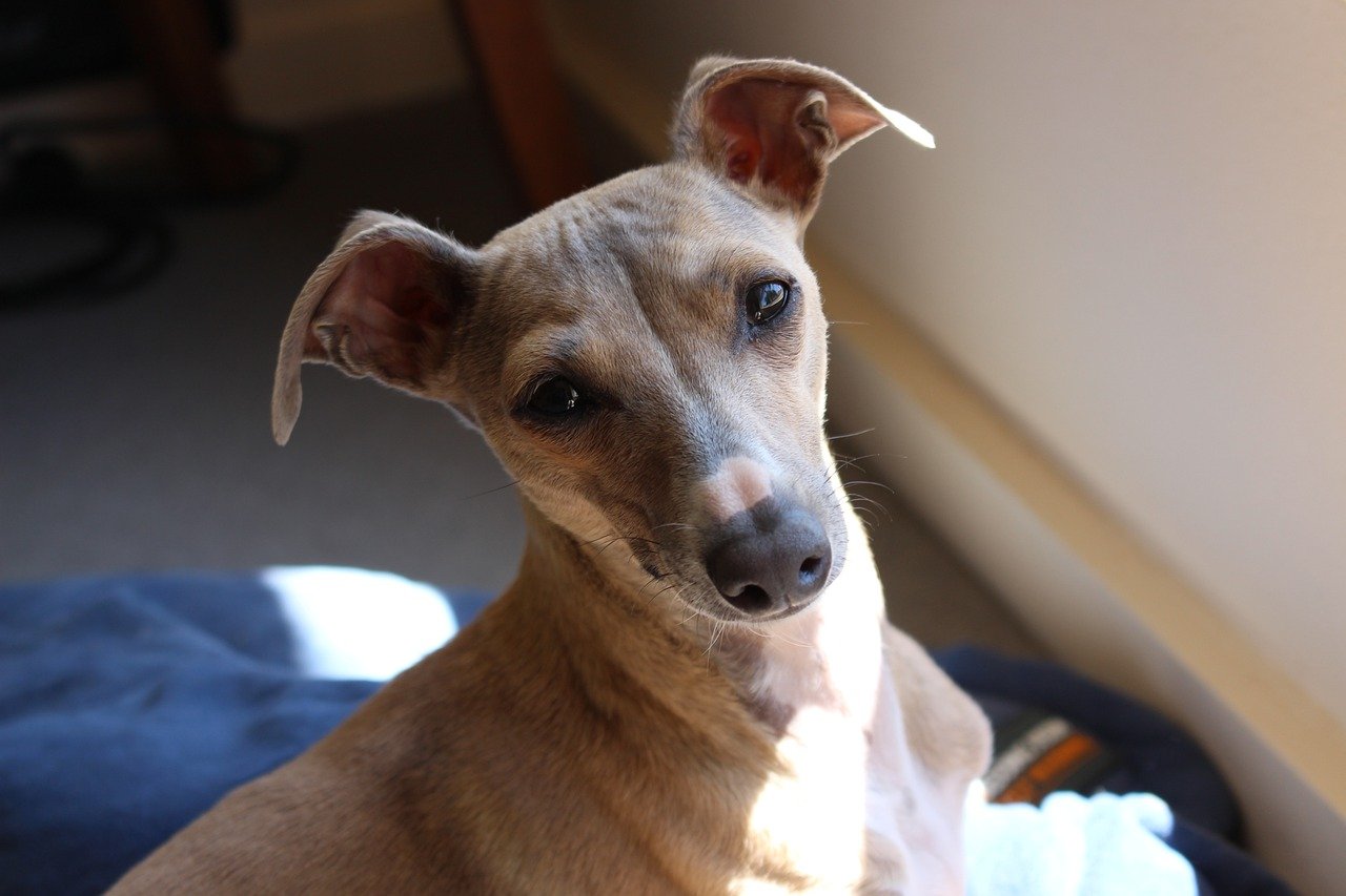 Italian Greyhound (image credits: pixabay)