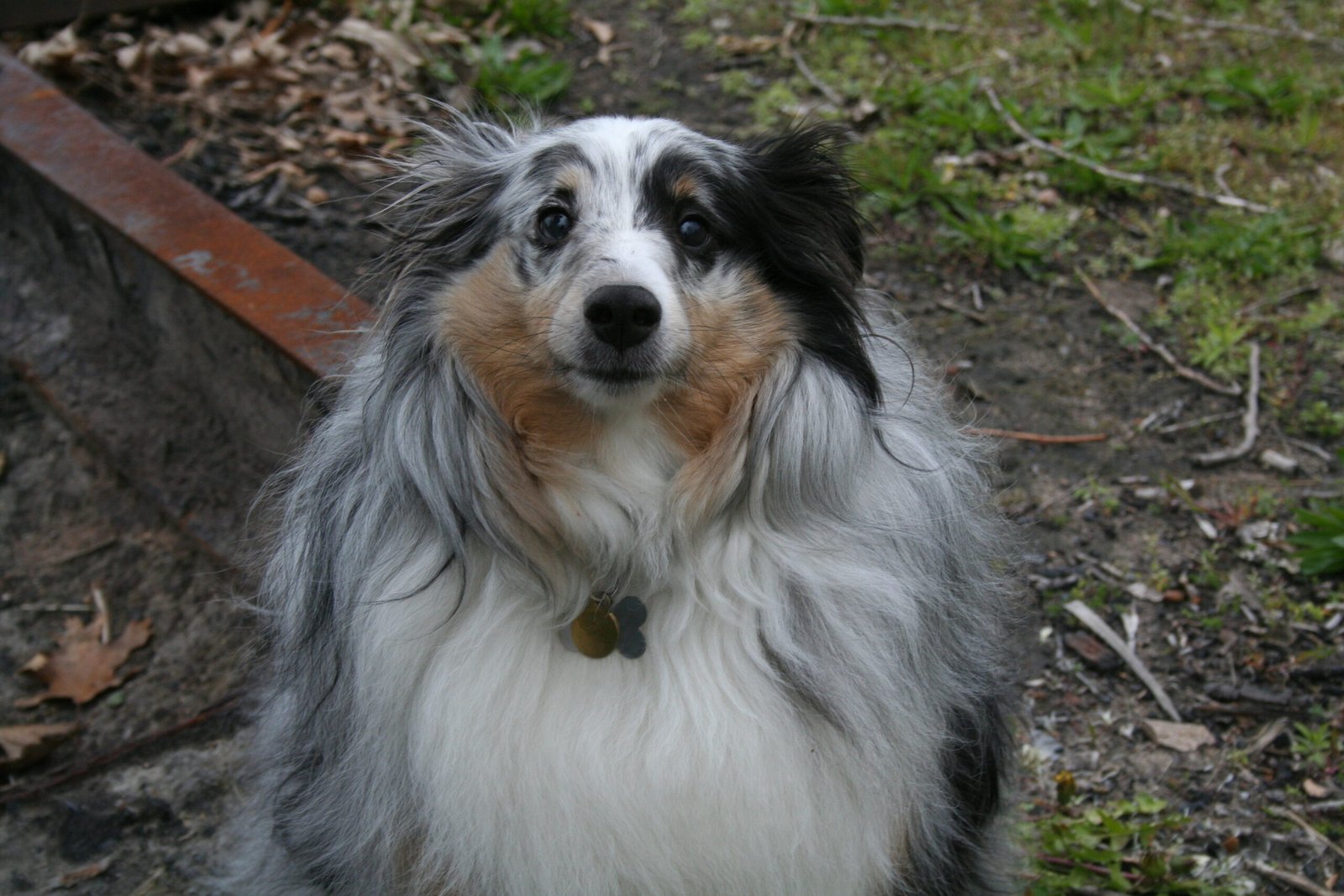 Sheltie (Shetland Sheepdog) (image credits: wikimedia)