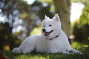 15 Dog Breeds That Think Every Visitor Is Their New Best Friend