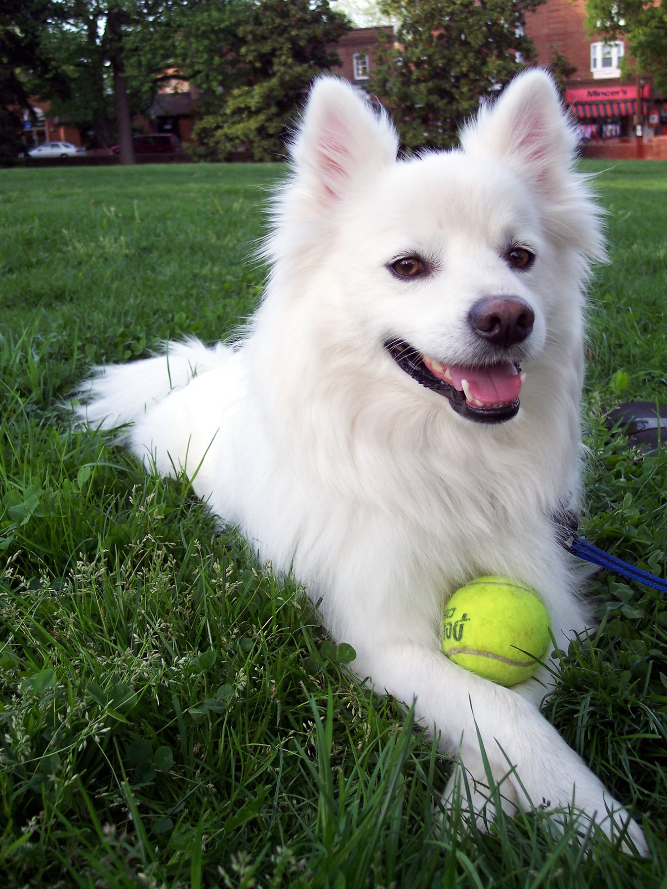 Dogs Solve Problems With Surprising Creativity (image credits: wikimedia)
