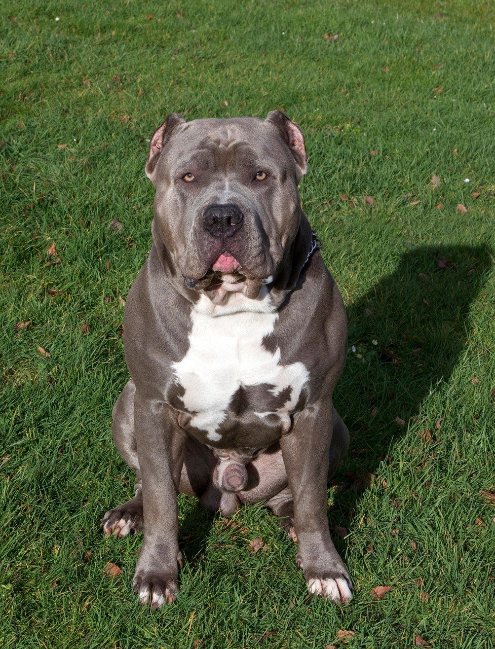 Pit Bulls as Patient Companions for Seniors (image credits: pixabay)
