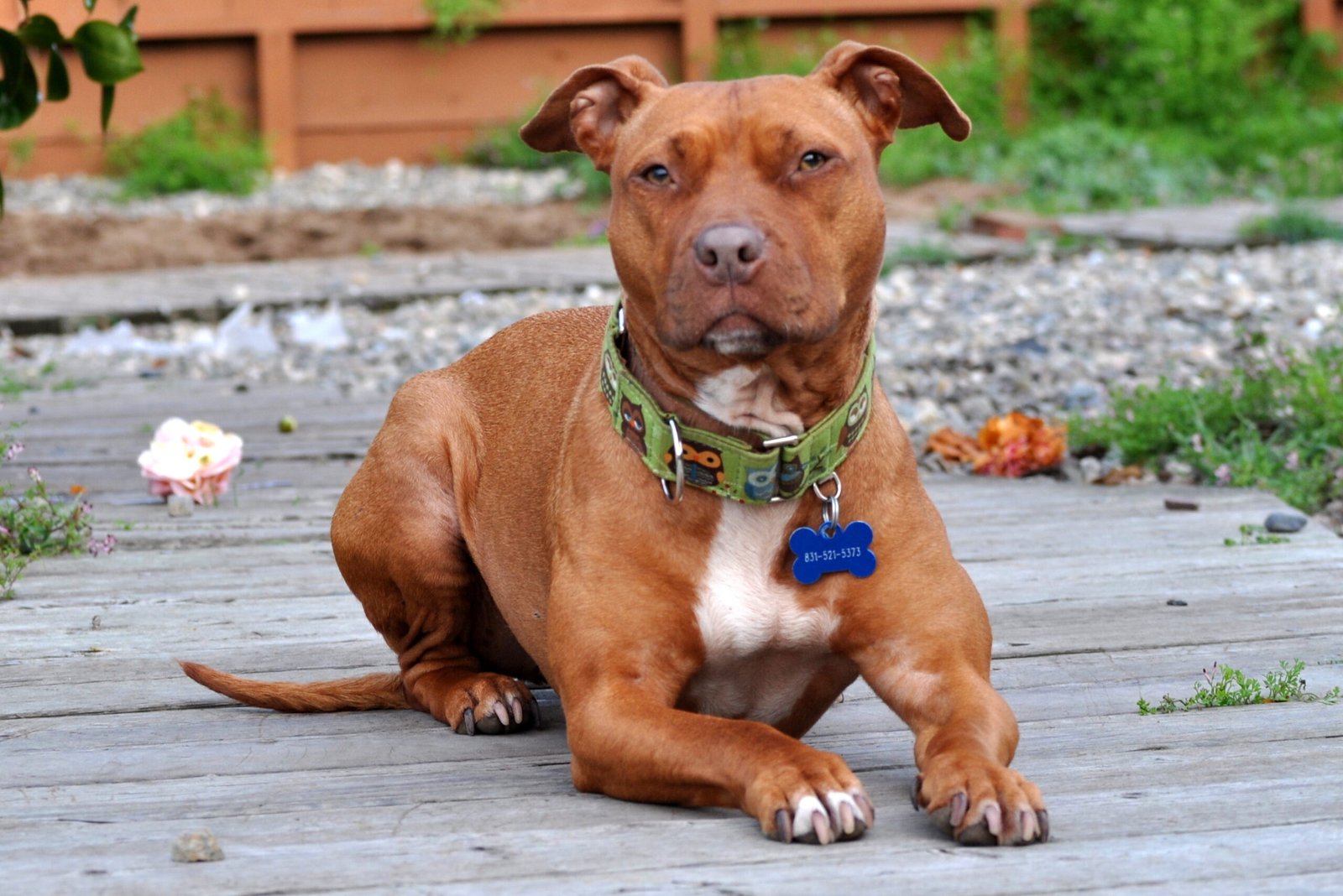 Breaking Down Stereotypes: Pit Bulls in Therapy Roles (image credits: wikimedia)