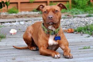 How Pit Bulls Form Unbreakable Bonds With Children And Seniors Alike