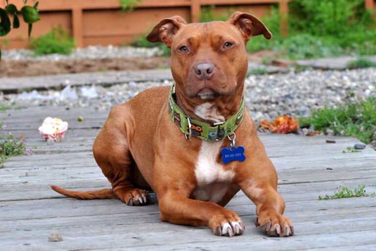 How Pit Bulls Form Unbreakable Bonds With Children And Seniors Alike