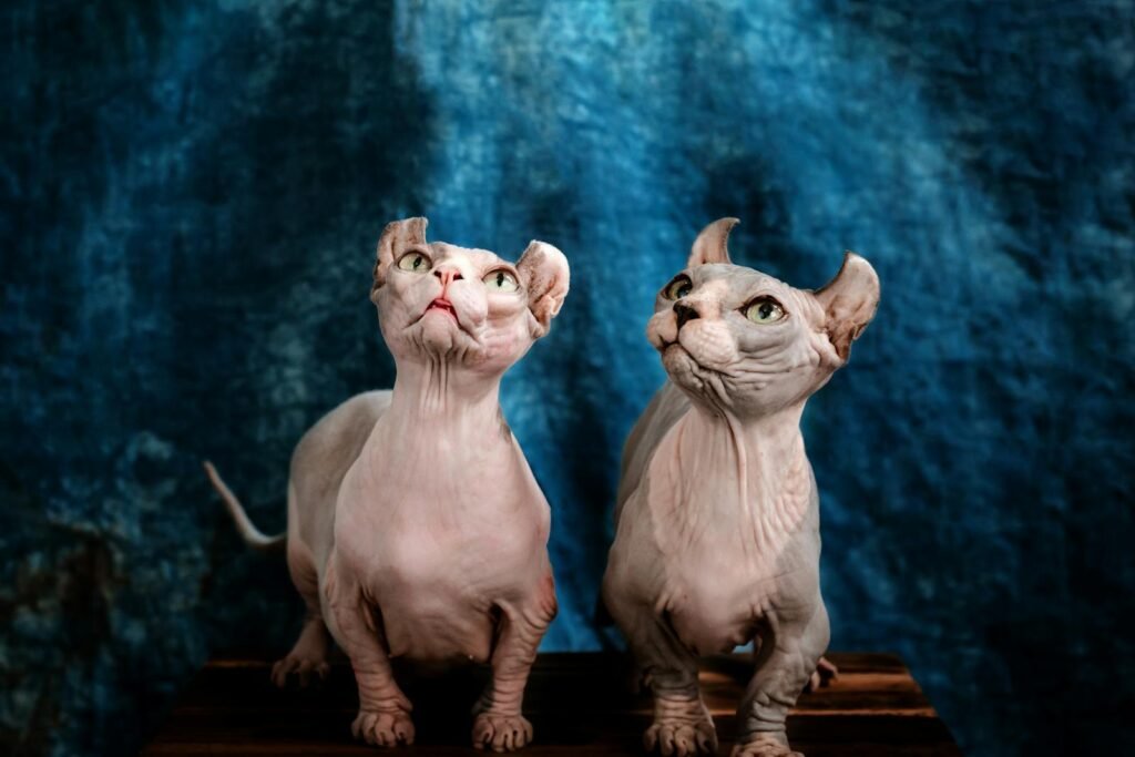 Two hairless Dwelf cats posed against a textured blue background in a studio setting.