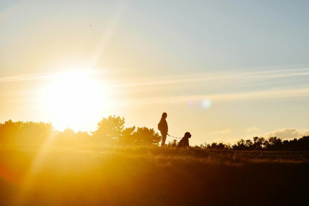 A woman walks her dog at sunset in Århus, Denmark, casting striking silhouettes.