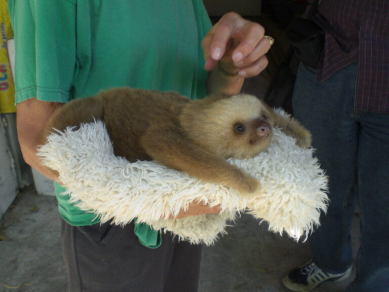 Sloths in Distress: Undercover Investigation Exposes Abuse at New York Petting Zoo