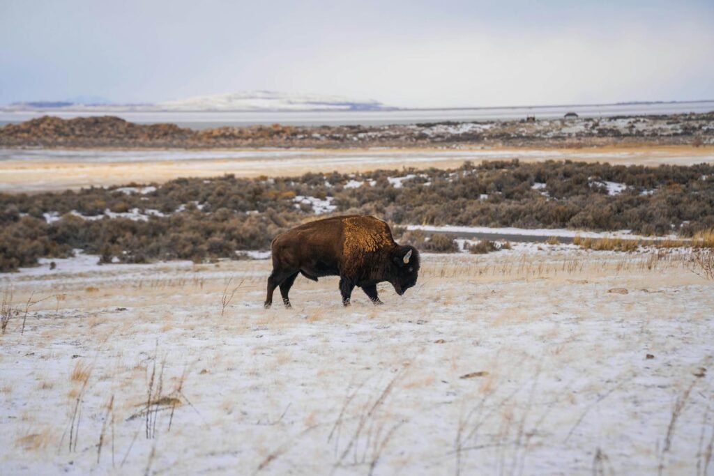 A lone bison wanders across a snowy prairie, capturing the essence of wildlife and winter's tranquility.